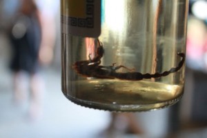 scorpion