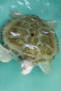 turtle