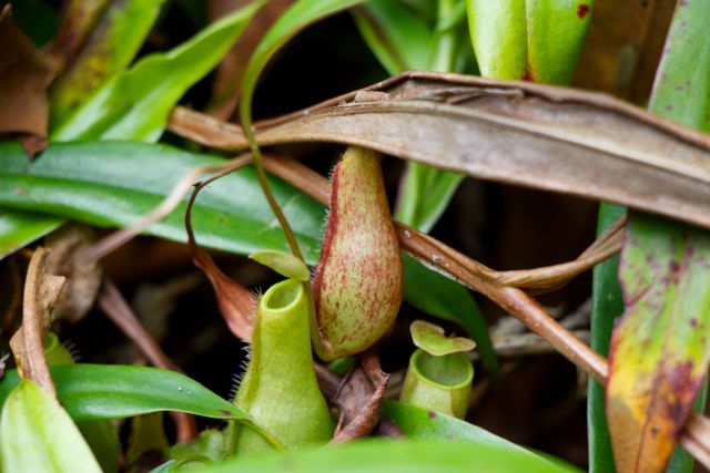 Pitcher Plant Borneo